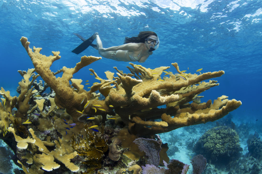 A woman snorkels near a stand of healthy Elkhorn coral in the Bahamas.